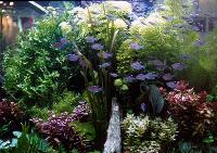 100x100x100cm akvarium med kardinal, rödmuns- och dolkstickstetra.