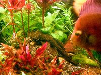 "Rött" akvarium