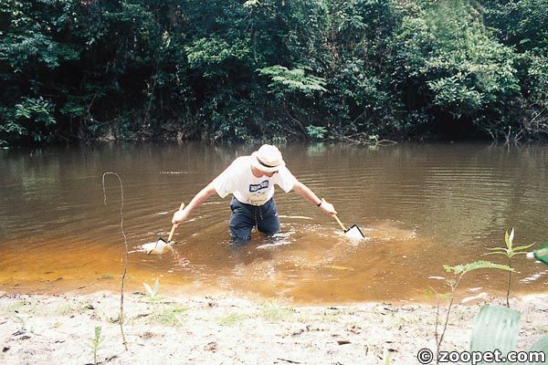 Sydamerika - "Corydorasfiske" i övre Rio Negro