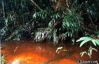 Sydamerika - biotop med grunt vatten.