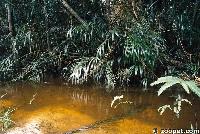 Sydamerika - Corydorasbiotop i Brasilien