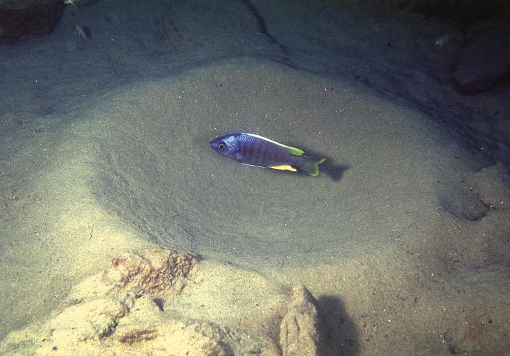 Utaka-hane vid sitt kraterbo i sanden. Foto: Ad Konings