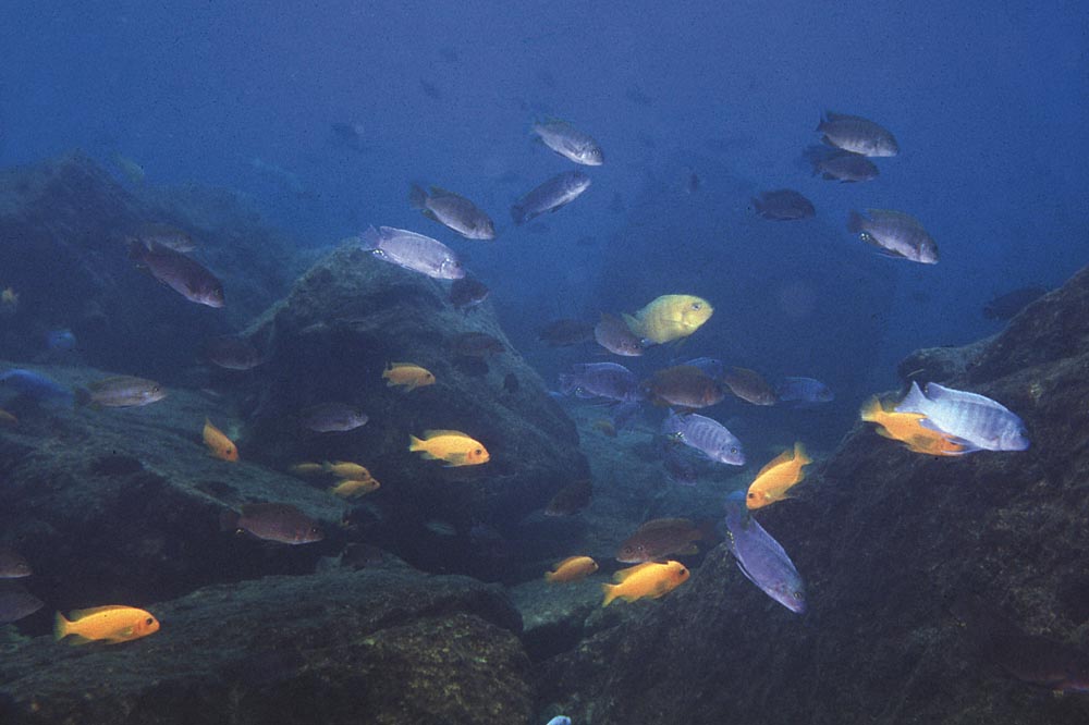 Stim med planktonätande mbuna vid Minos Reef. Foto: Ad Konings