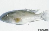 Bukvattensot  - död <i>Orthochromis</i> sp.