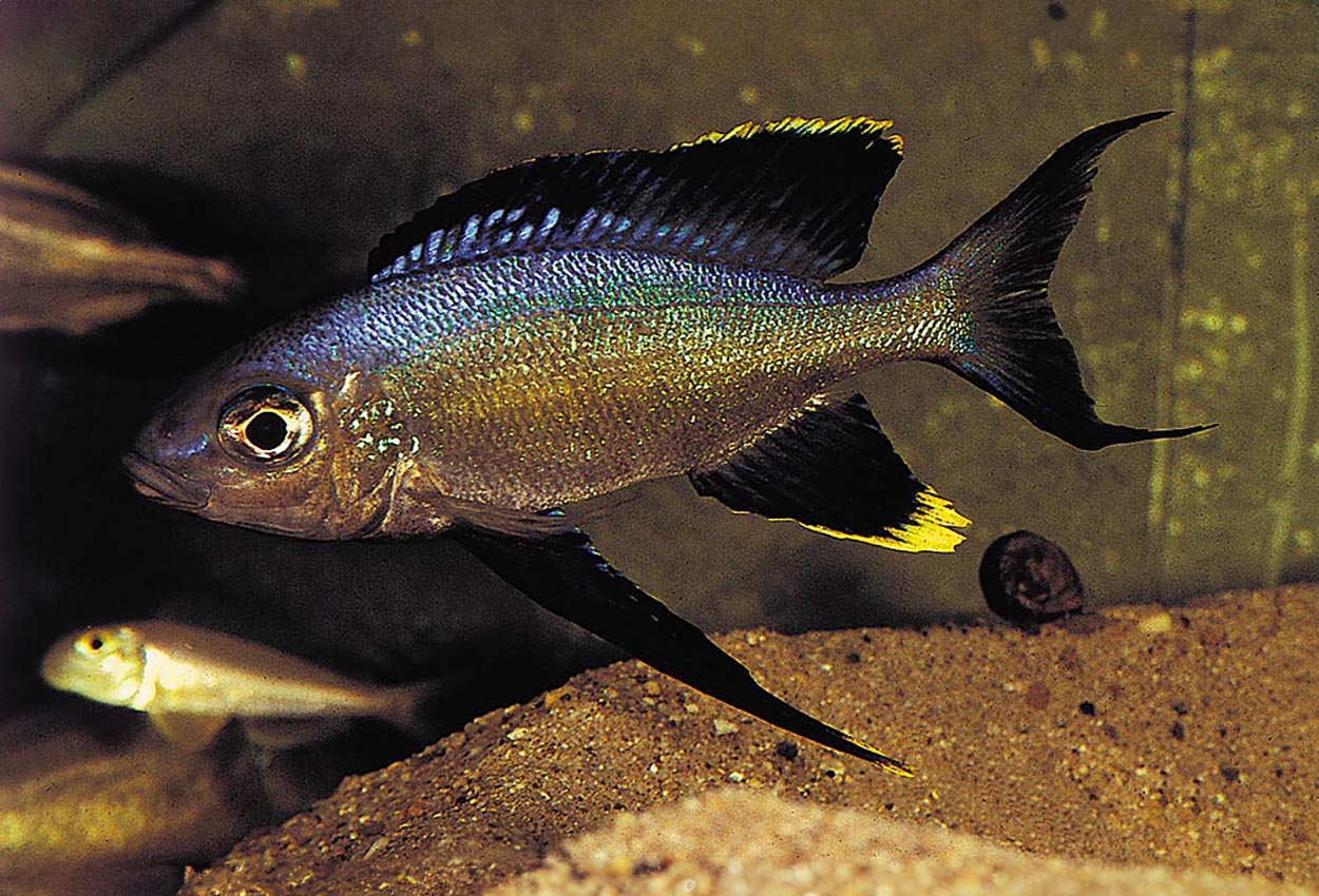 Foto på fisken Cyathopharynx foae, Magara