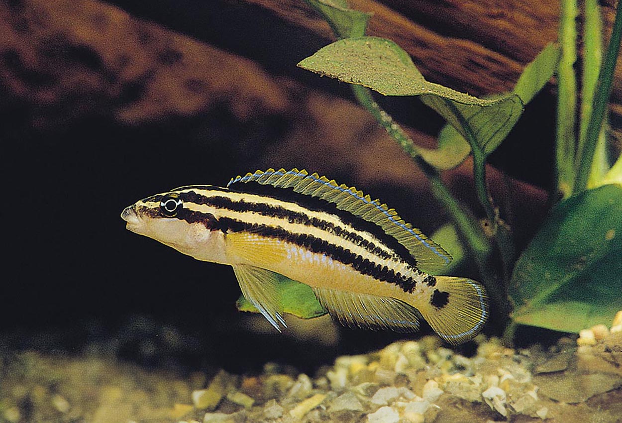 Foto på fisken Julidochromis ornatus, Uvira