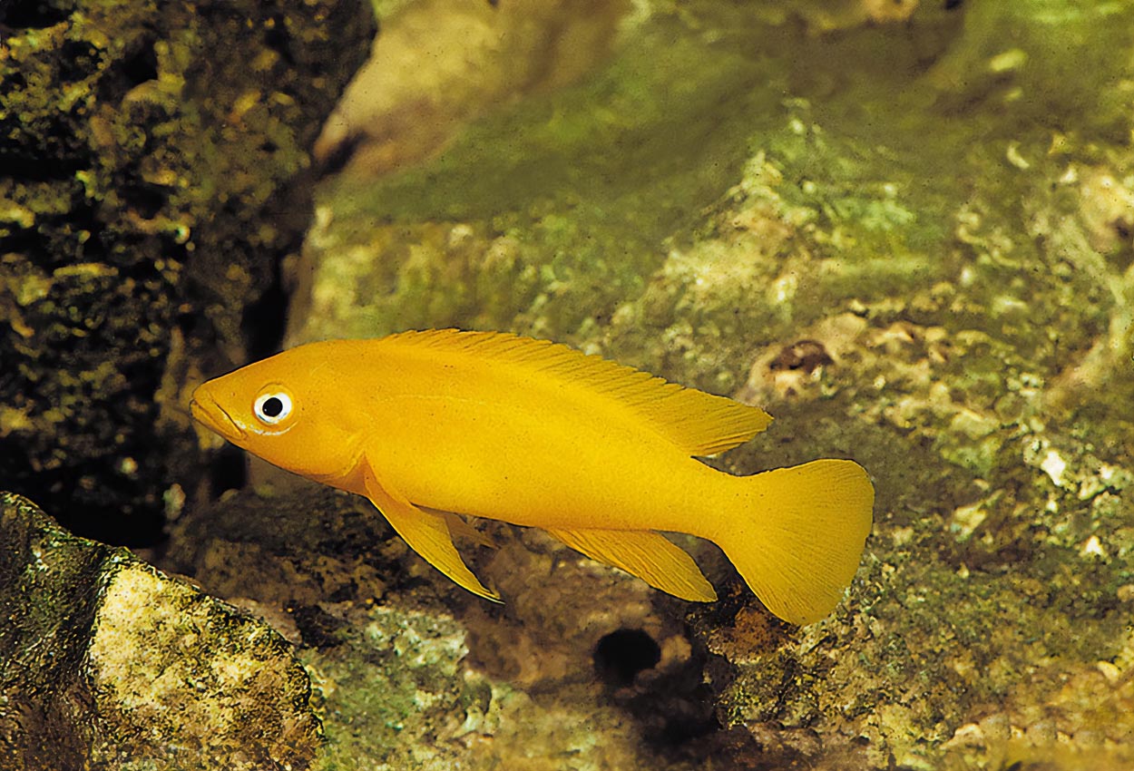 Foto på fisken Neolamprologus leleupi, Bulu Point