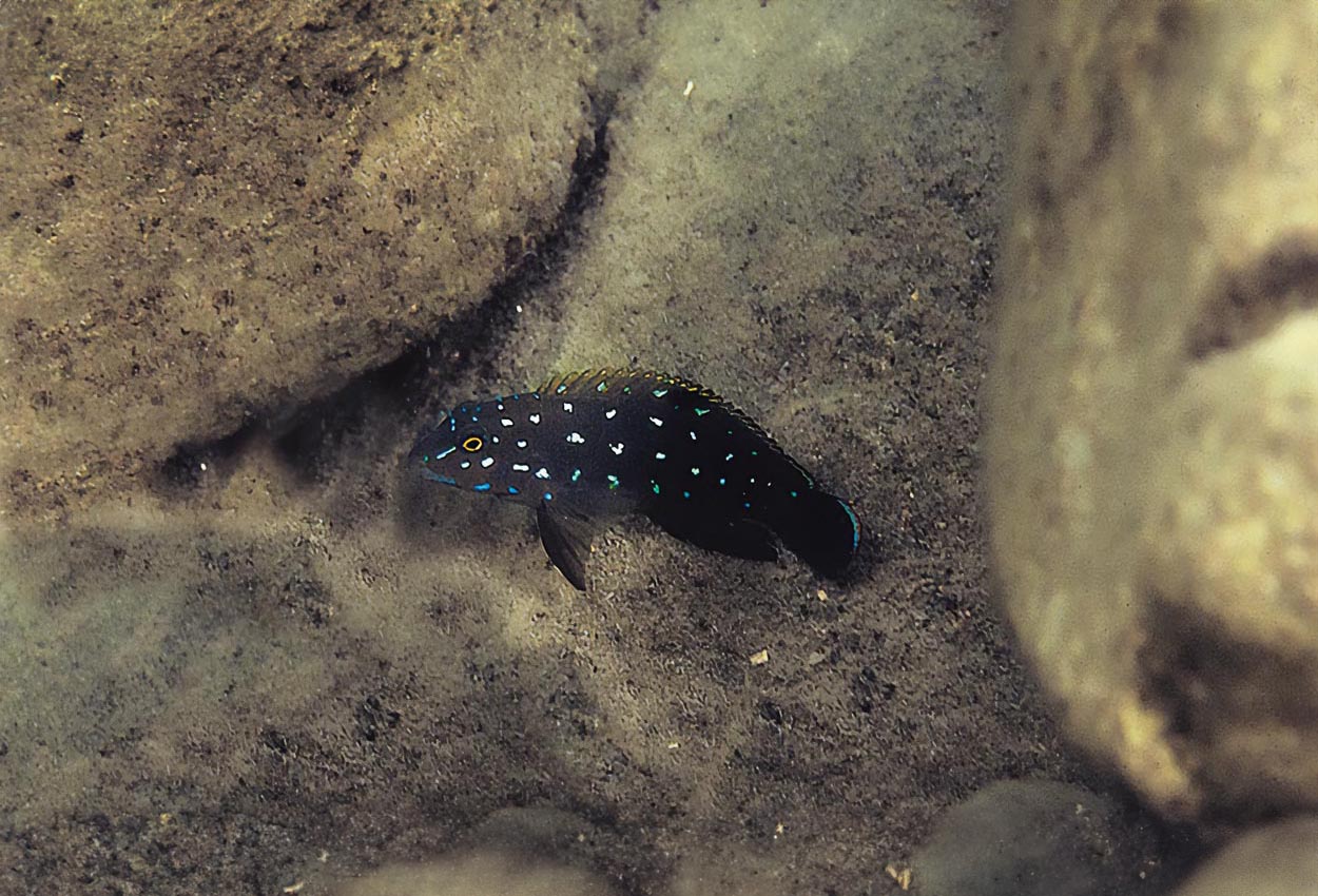 Foto på fisken Tanganicodus irsacae