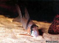 Långnosad <i>Corydoras</i> letar mat.