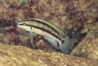 <i>Telmatochromis brichardi</i>