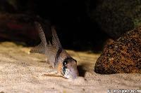 Långnosad <i>Corydoras</i> silar sanden