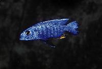 <i>Sciaenochromis fryeri</i>