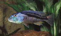 <i>Aristochromis christyi</i>