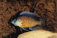 <i>Copadichromis borleyi</i>, Kadango