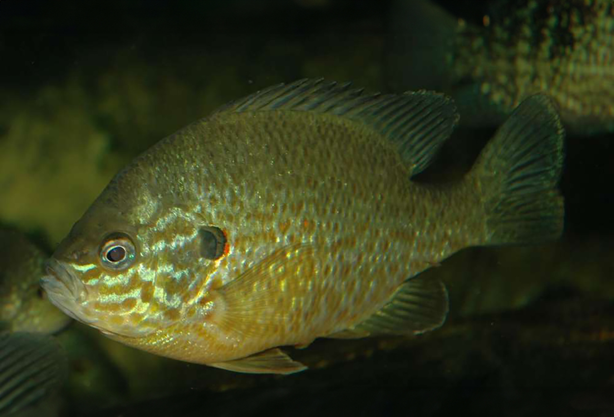 Foto på fisken Lepomis gibbosus