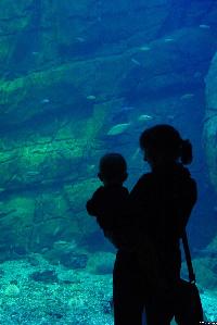 Västerhavet - Universeum