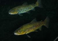 <i>Salmo trutta</i> (öring) - Universeum