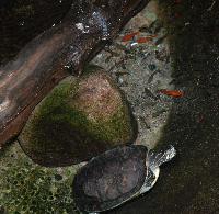 Tropicarium Kolmården