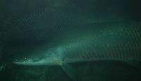 <i>Arapaima gigas</i>