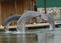 Dolphin Lagoon, Singapore