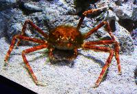 2015-Underwater World