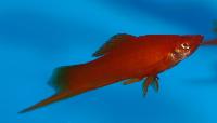 <i>Xiphophorus hellerii</i>, röd wagtail