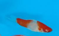 <i>Xiphophorus hellerii</i>, koi kohaku