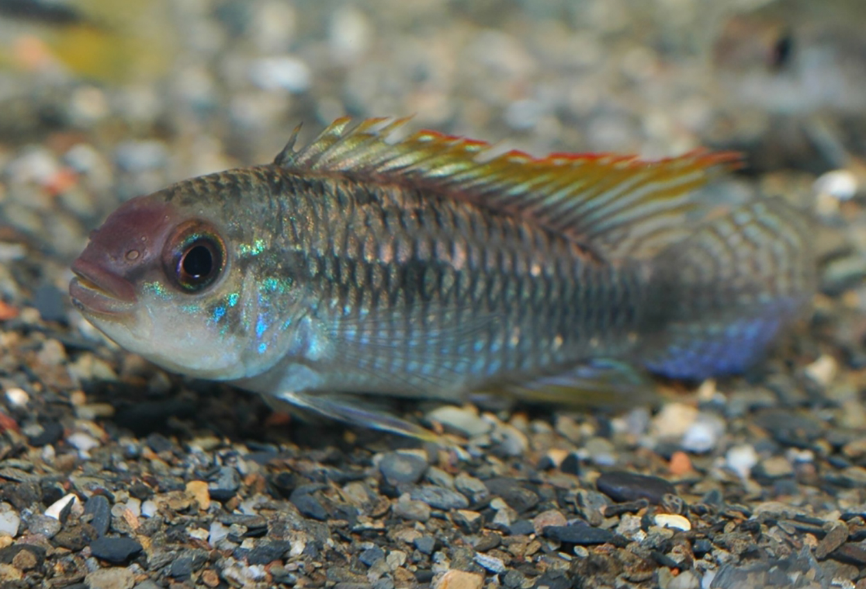 New Chingarno apistogramma