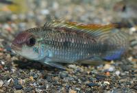 <i>Apistogramma</i> sp. "new Chigarno Madeira aff. pulchra"