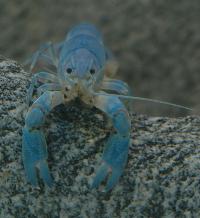 <i>Cherax destructor</i>