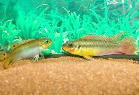 <i>Pelvicachromis taeniatus</i>, "dehane"