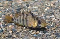 <i>Apistogramma baenschi</i>