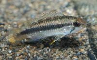 <i>Apistogramma</i> sp. "new Chigarno Madeira aff. pulchra"