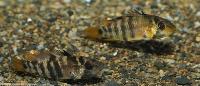 <i>Apistogramma baenschi</i>