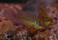 <i>Pelvicachromis taeniatus</i>, "dehane"