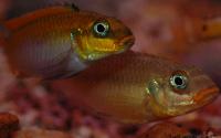 <i>Pelvicachromis taeniatus</i>, "dehane"