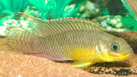 <i>Pelvicachromis taeniatus</i>, "dehane"