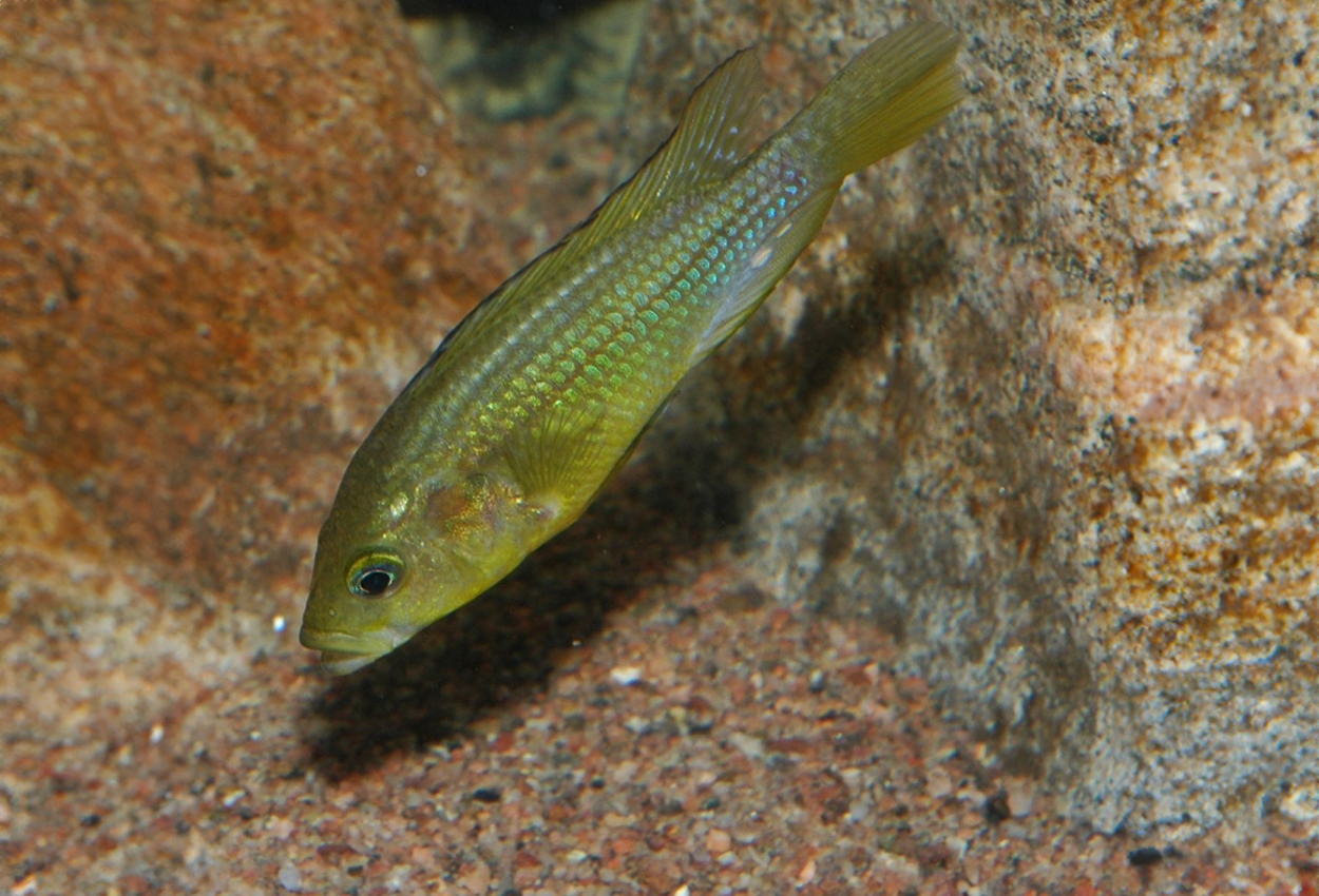 Alluaud´s Haplochromis, Alluaudi ciklid, guldcikli