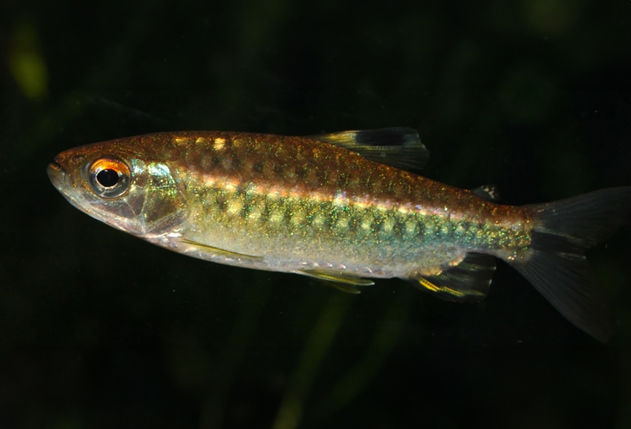 Arnold´s tetra, Arnold´s kongotetra.