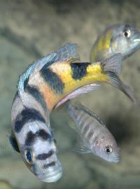 <i>Astatotilapia latifasciata</i>