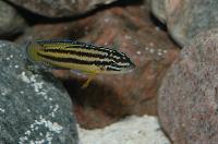 <i>Julidochromis marksmithi</i>