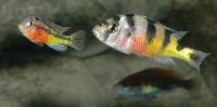 <i>Astatotilapia latifasciata</i> + <i>Haplochromis</i> sp. "rockkriben