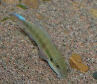 <i>Pevicachromis humilis</i> ”red spot liberia"