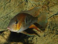 <i>Acarichthys heckelli</i>