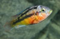 <i>Haplochromis</i> sp. "rockkribensis"