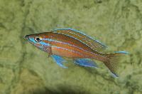 <i>Paracyprichromis nigripinnis</i>