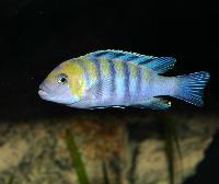 <i>Cynotilapia afra</i>, Cobwe