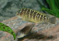 <i>Tropheus moorii</i>, Lusingu