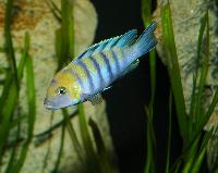 <i>Cynotilapia afra</i>, Cobwe