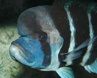 <i>Cyphotilapia frontosa</i>